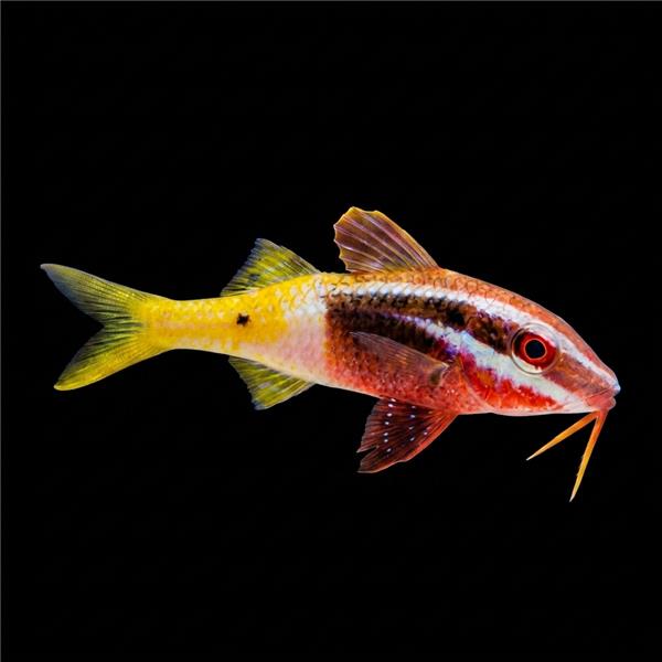 فرشته ماهی کورال بیوتی coral beauty angelfish