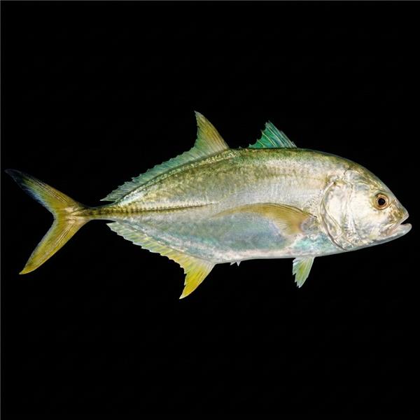 فرشته ماهی کورال بیوتی coral beauty angelfish