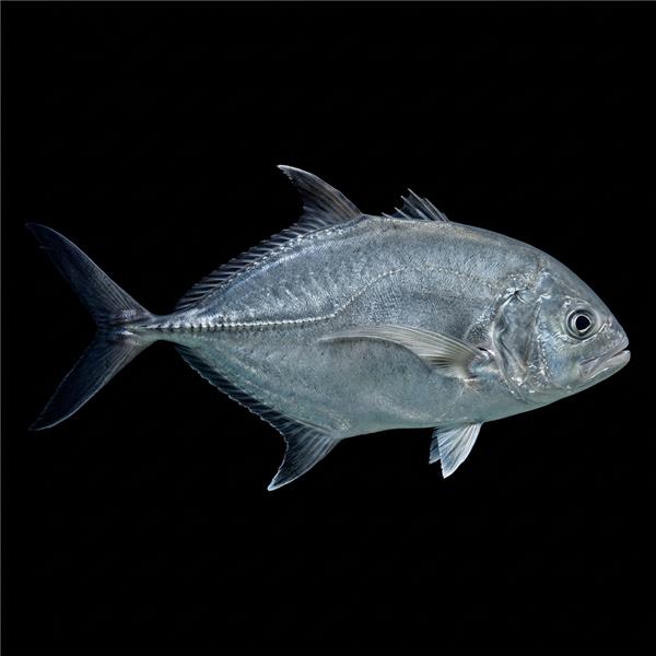 فرشته ماهی کورال بیوتی coral beauty angelfish