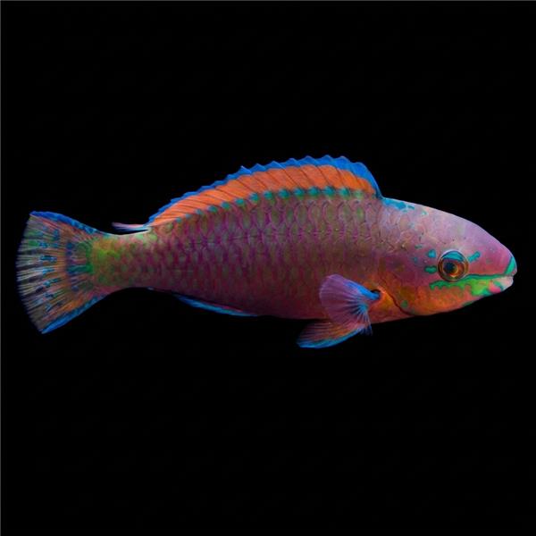 فرشته ماهی کورال بیوتی coral beauty angelfish