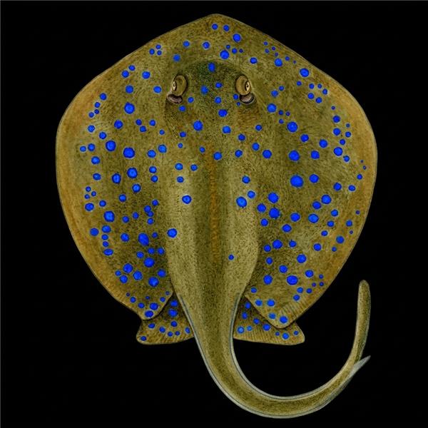 فرشته ماهی کورال بیوتی coral beauty angelfish