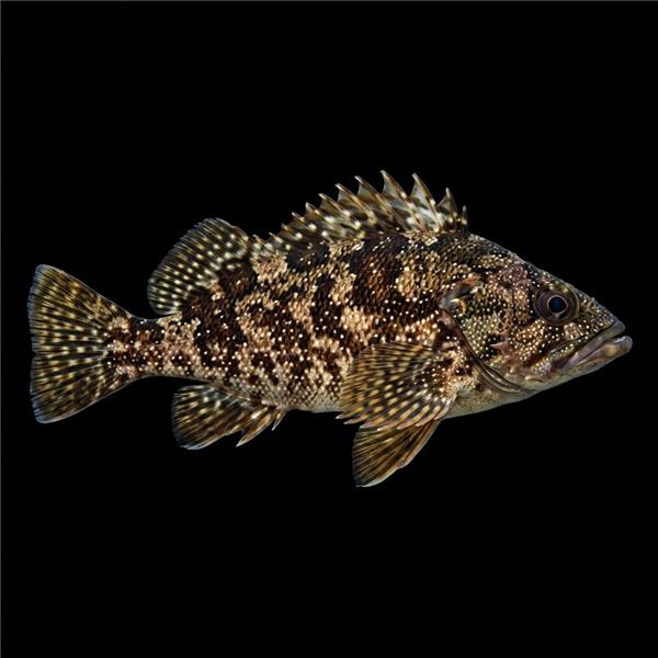 فرشته ماهی کورال بیوتی coral beauty angelfish