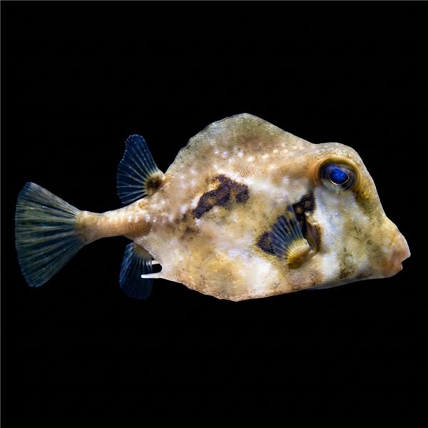 فرشته ماهی کورال بیوتی coral beauty angelfish