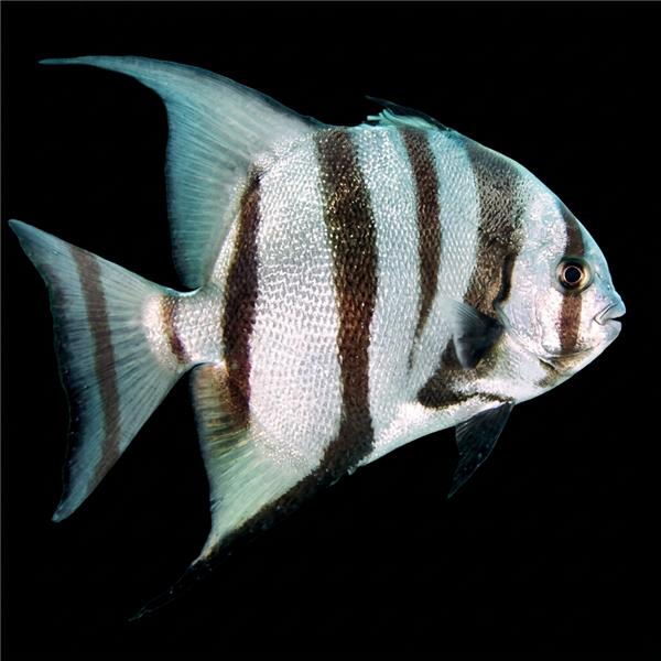 فرشته ماهی کورال بیوتی coral beauty angelfish