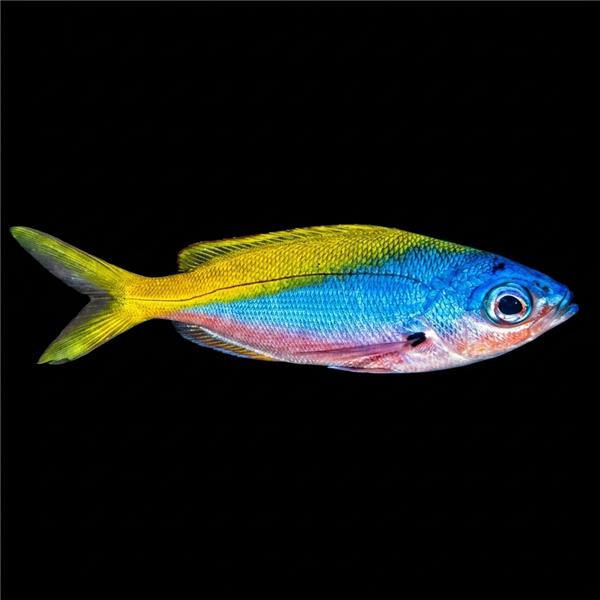 فرشته ماهی کورال بیوتی coral beauty angelfish