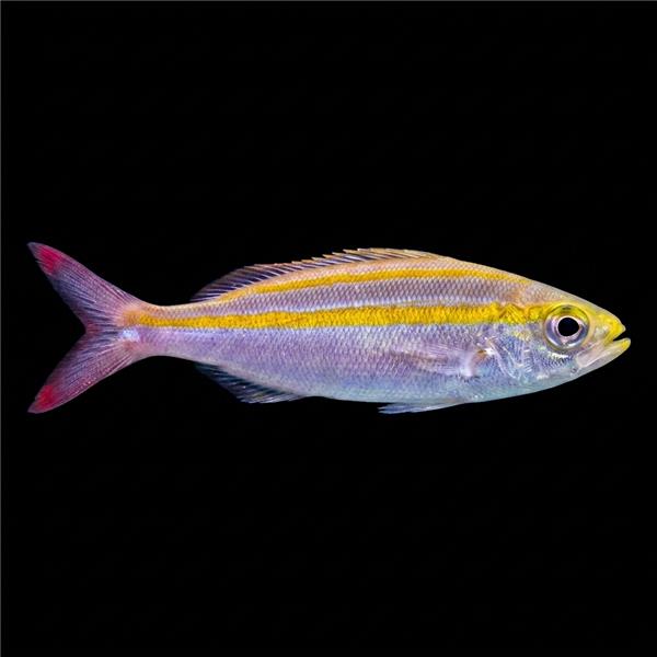 فرشته ماهی کورال بیوتی coral beauty angelfish