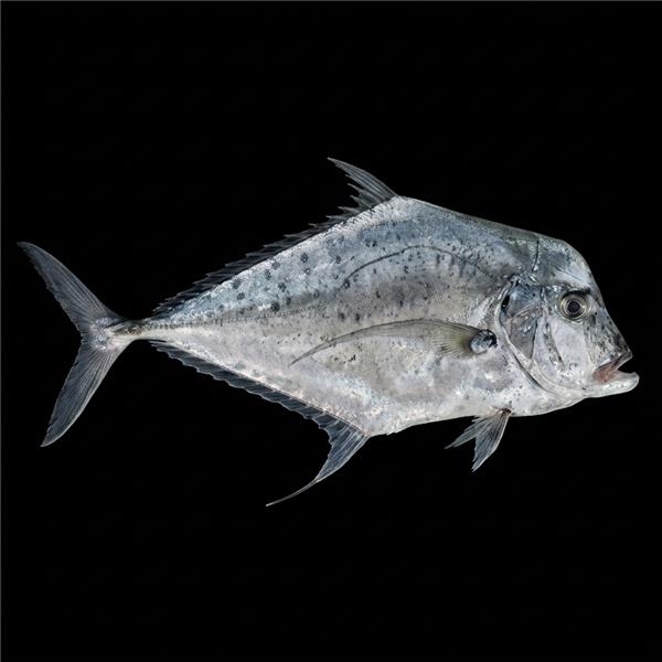 فرشته ماهی کورال بیوتی coral beauty angelfish