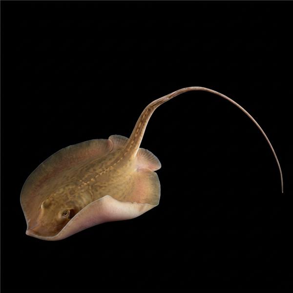 فرشته ماهی کورال بیوتی coral beauty angelfish