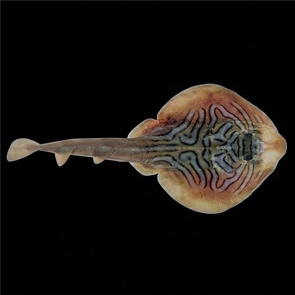 فرشته ماهی کورال بیوتی coral beauty angelfish