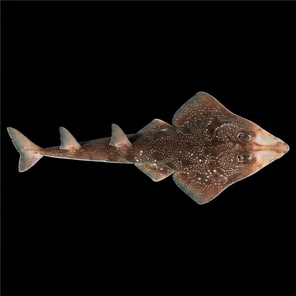 فرشته ماهی کورال بیوتی coral beauty angelfish