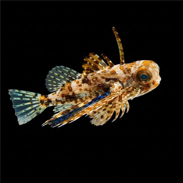 فرشته ماهی کورال بیوتی coral beauty angelfish