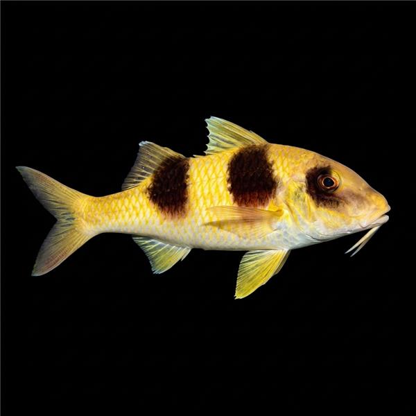 فرشته ماهی کورال بیوتی coral beauty angelfish