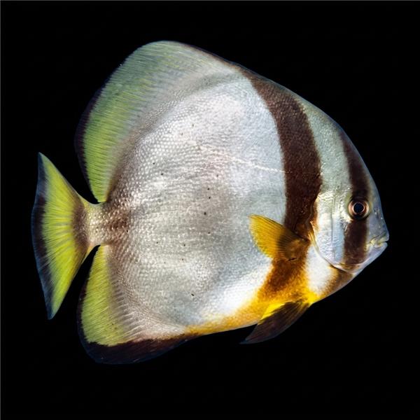 فرشته ماهی کورال بیوتی coral beauty angelfish