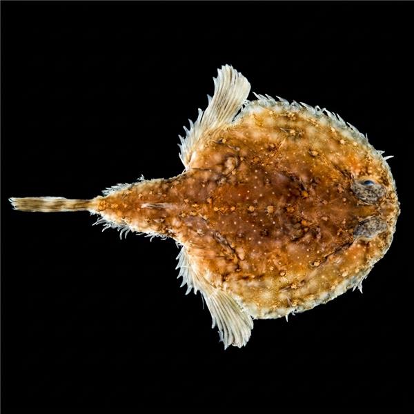فرشته ماهی کورال بیوتی coral beauty angelfish