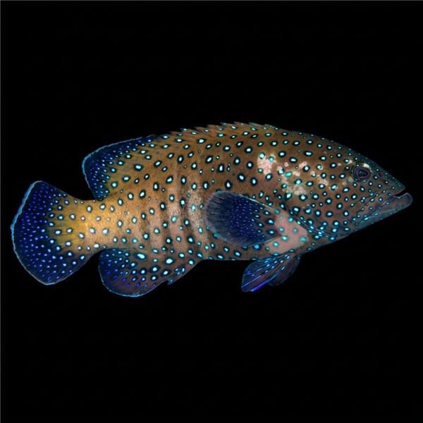 فرشته ماهی کورال بیوتی coral beauty angelfish