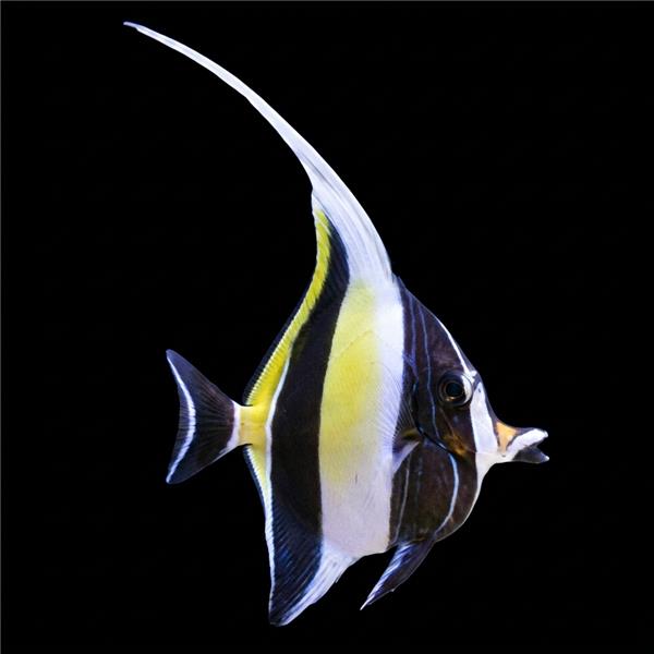فرشته ماهی کورال بیوتی coral beauty angelfish