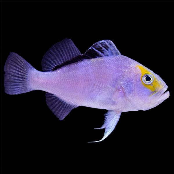 فرشته ماهی کورال بیوتی coral beauty angelfish