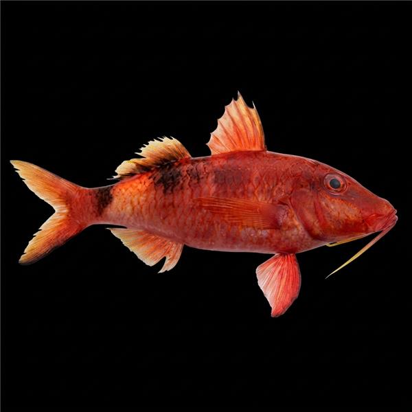 فرشته ماهی کورال بیوتی coral beauty angelfish