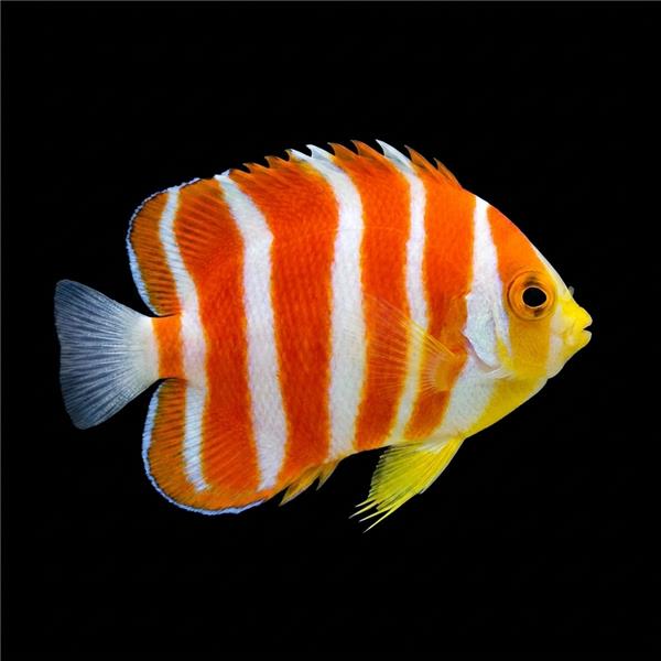 فرشته ماهی کورال بیوتی coral beauty angelfish