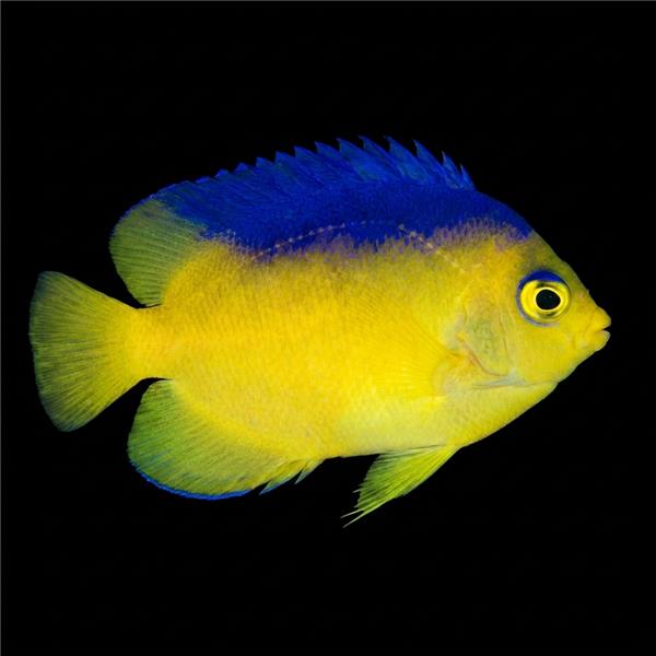 فرشته ماهی کورال بیوتی coral beauty angelfish