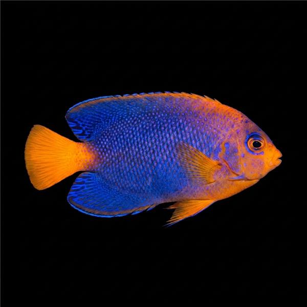فرشته ماهی کورال بیوتی coral beauty angelfish