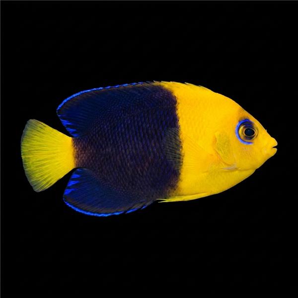 فرشته ماهی کورال بیوتی coral beauty angelfish