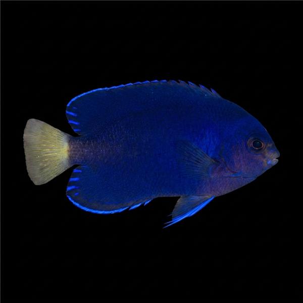 فرشته ماهی کورال بیوتی coral beauty angelfish