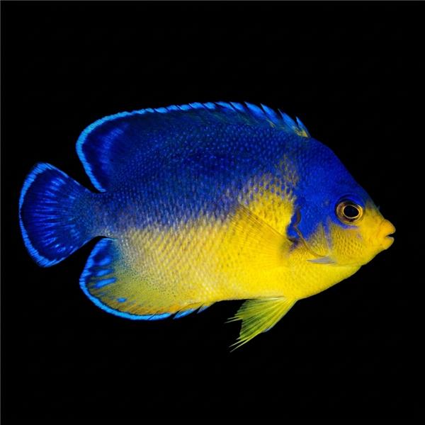فرشته ماهی کورال بیوتی coral beauty angelfish