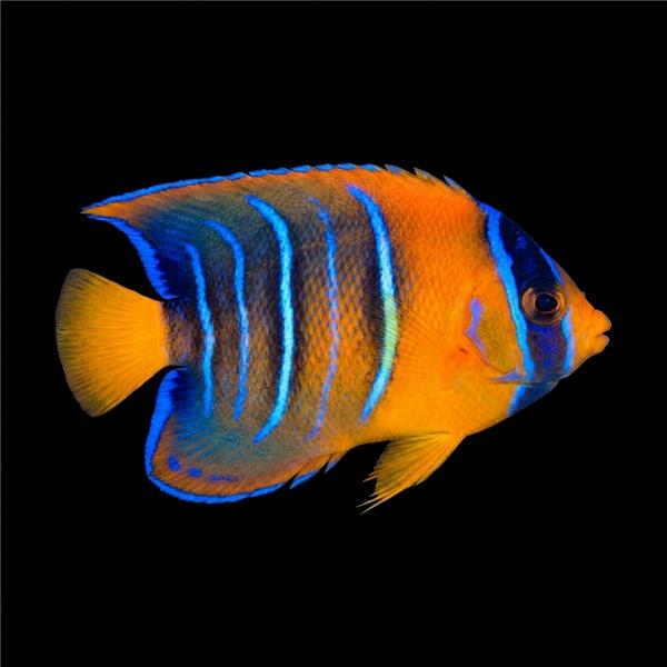 فرشته ماهی کورال بیوتی coral beauty angelfish