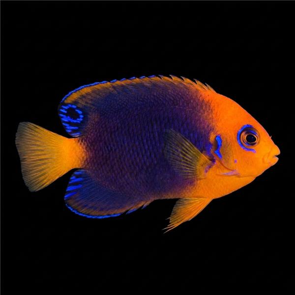 فرشته ماهی کورال بیوتی coral beauty angelfish