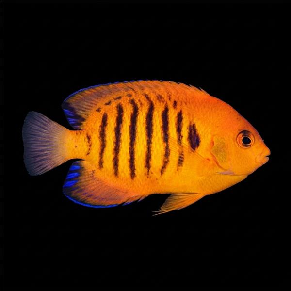فرشته ماهی کورال بیوتی coral beauty angelfish