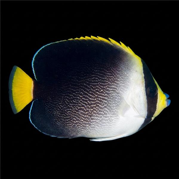 فرشته ماهی کورال بیوتی coral beauty angelfish