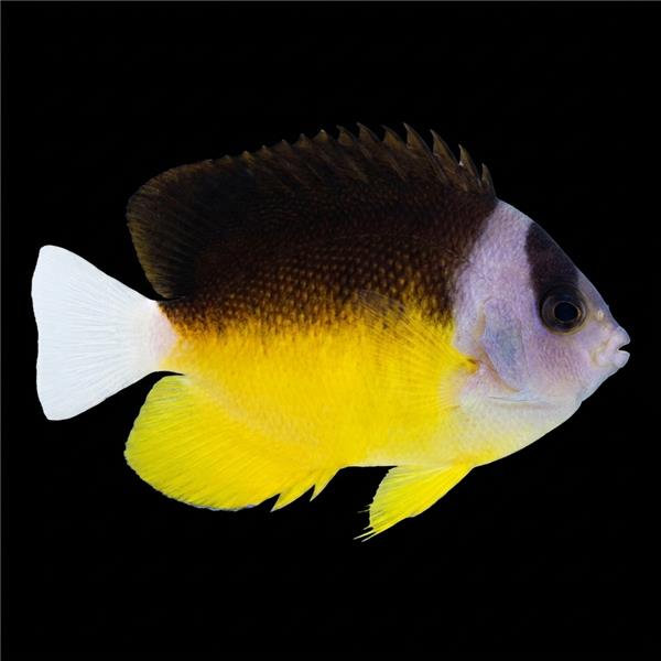 فرشته ماهی کورال بیوتی coral beauty angelfish