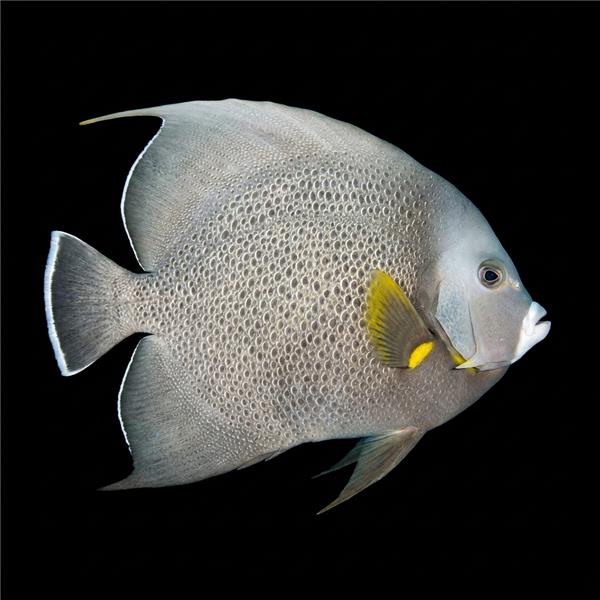 فرشته ماهی کورال بیوتی coral beauty angelfish