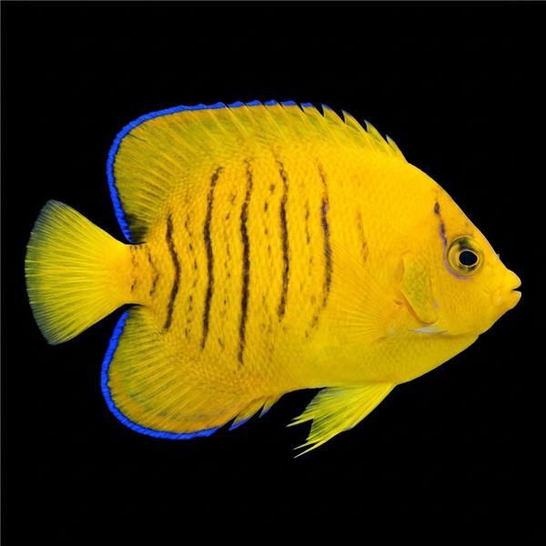 فرشته ماهی کورال بیوتی coral beauty angelfish