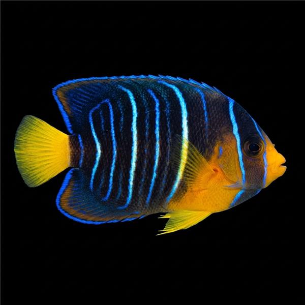 فرشته ماهی کورال بیوتی coral beauty angelfish