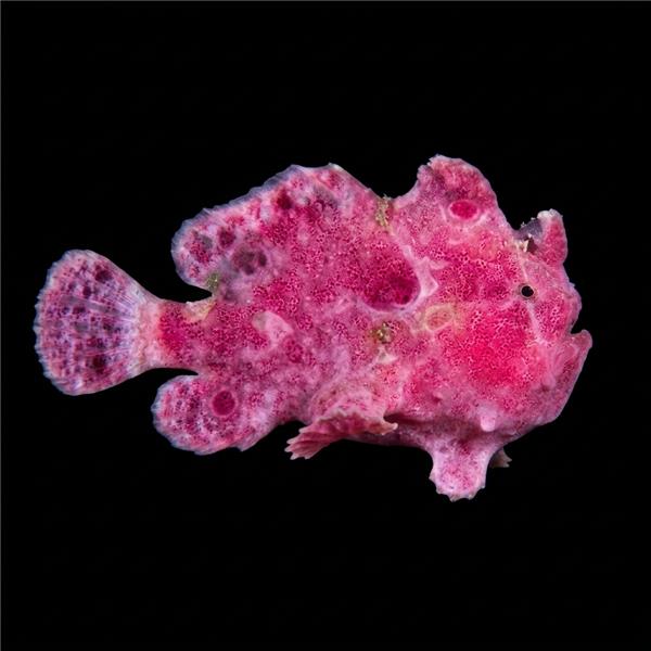 فرشته ماهی کورال بیوتی coral beauty angelfish