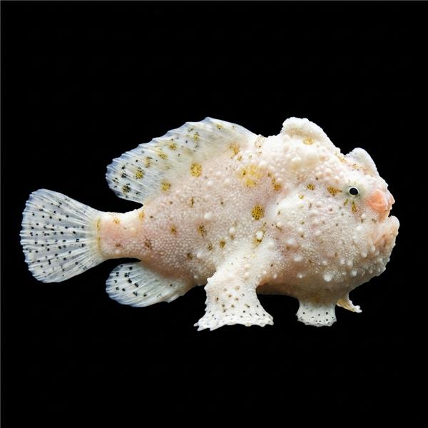 فرشته ماهی کورال بیوتی coral beauty angelfish
