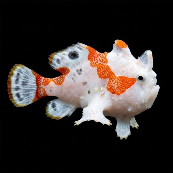 فرشته ماهی کورال بیوتی coral beauty angelfish