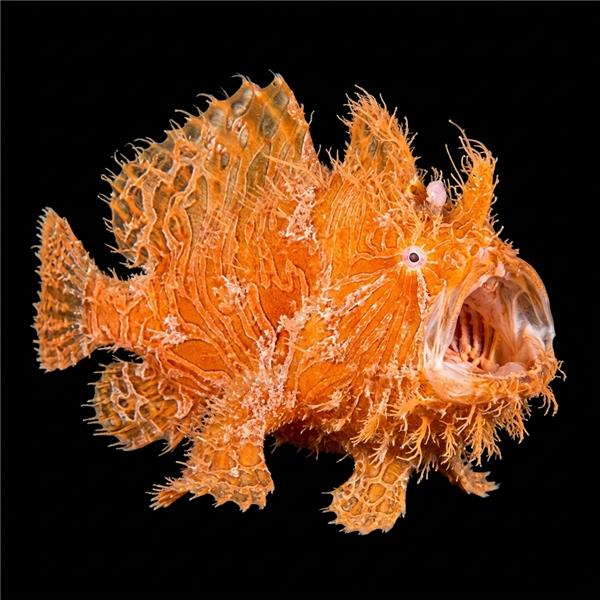 فرشته ماهی کورال بیوتی coral beauty angelfish