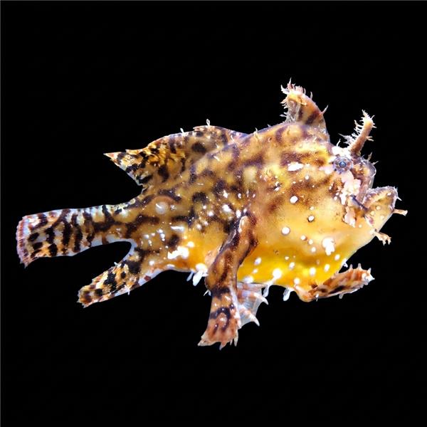 فرشته ماهی کورال بیوتی coral beauty angelfish
