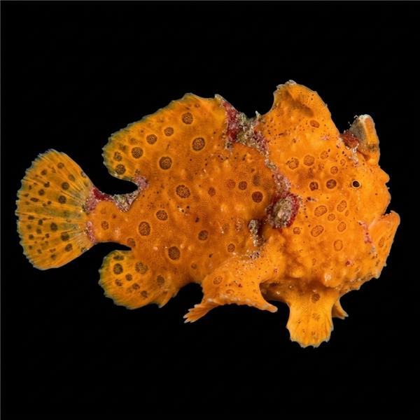 فرشته ماهی کورال بیوتی coral beauty angelfish