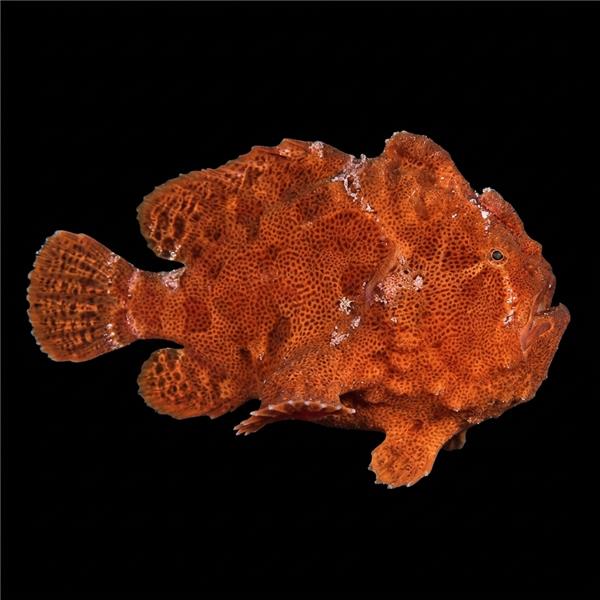فرشته ماهی کورال بیوتی coral beauty angelfish