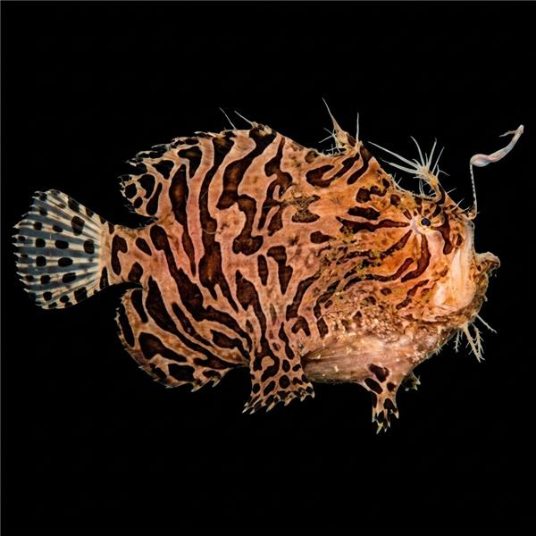 فرشته ماهی کورال بیوتی coral beauty angelfish