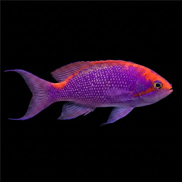 فرشته ماهی کورال بیوتی coral beauty angelfish