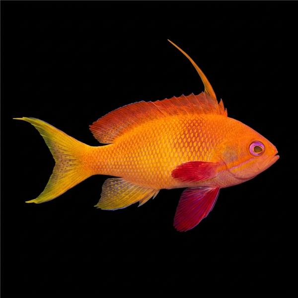 فرشته ماهی کورال بیوتی coral beauty angelfish