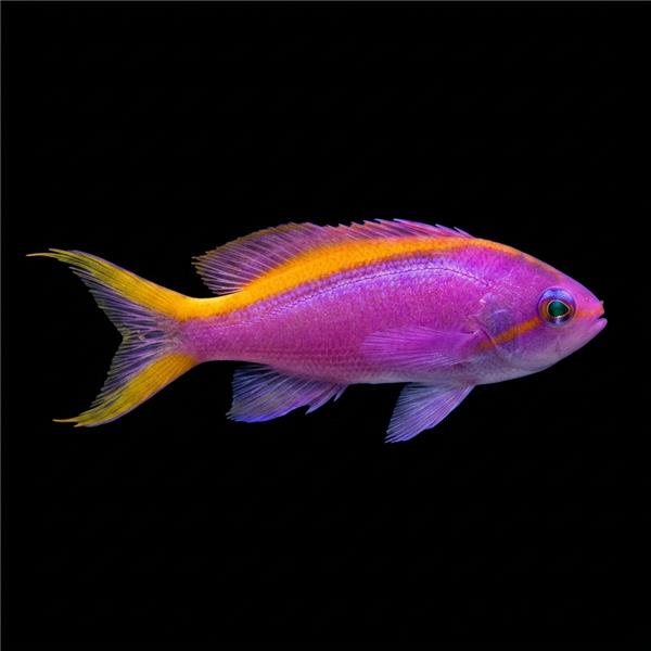 فرشته ماهی کورال بیوتی coral beauty angelfish