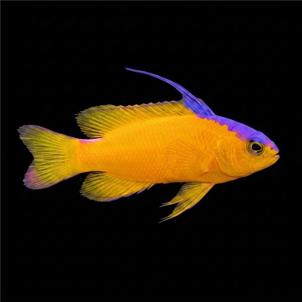 فرشته ماهی کورال بیوتی coral beauty angelfish
