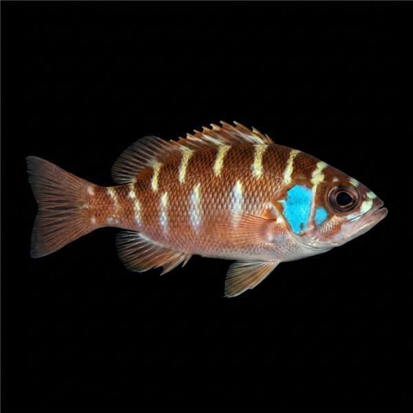 فرشته ماهی کورال بیوتی coral beauty angelfish