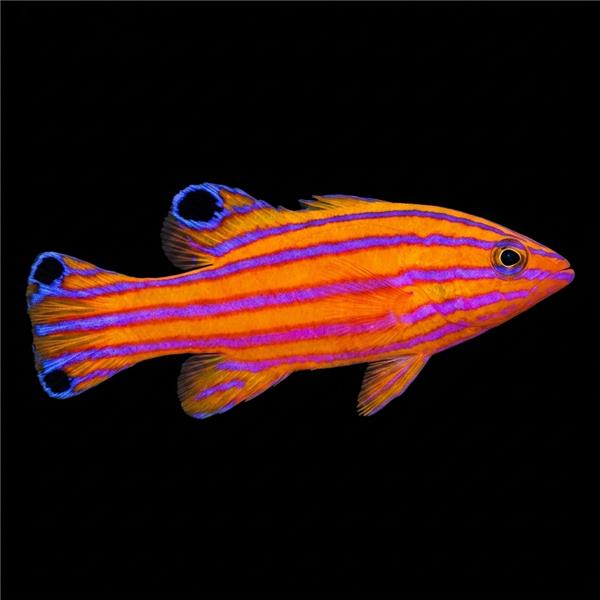 فرشته ماهی کورال بیوتی coral beauty angelfish